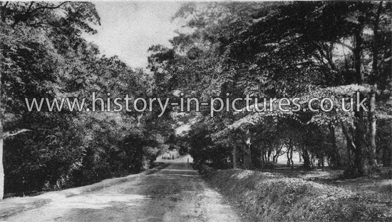 High Beech Hill, Epping Forest, Essex. c.1910
